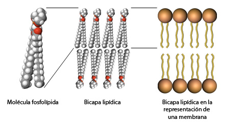 Imagen:Detalles bicapa lipidica.jpg