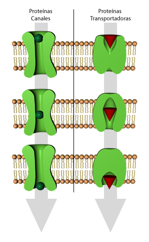 Imagen:TiposProteinasTransportadoras.jpg