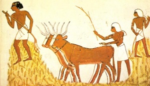 La agricultura y la ganadería pueden considerarse como formas primitivas de biotecnología.