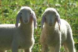La clonación de la oveja Dolly supuso un hito tecnológico, pero debemos ser cautos con el uso que se le pueda dar a esta tecnología
